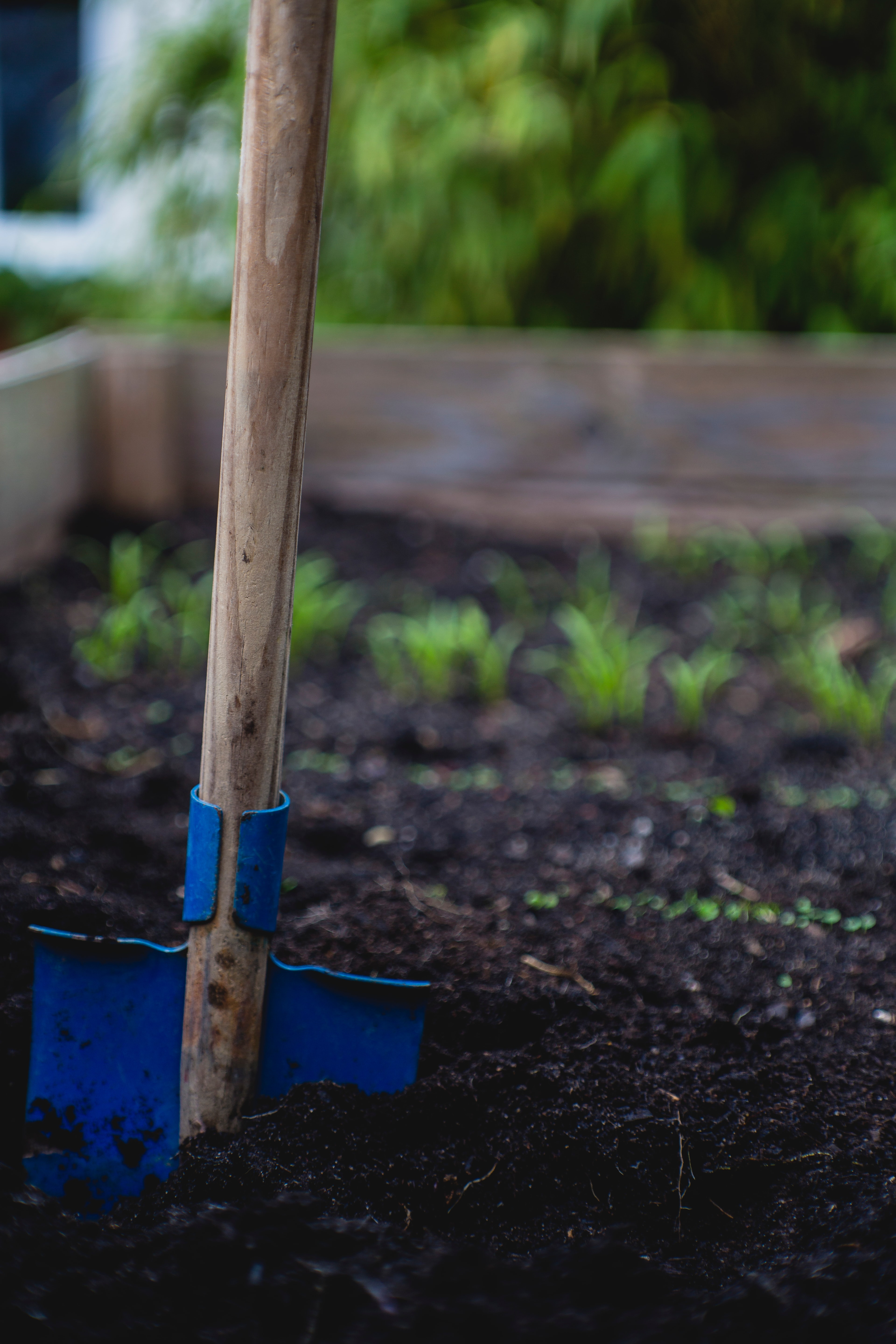 garden bed with rich soil, blue shovel, and seedling