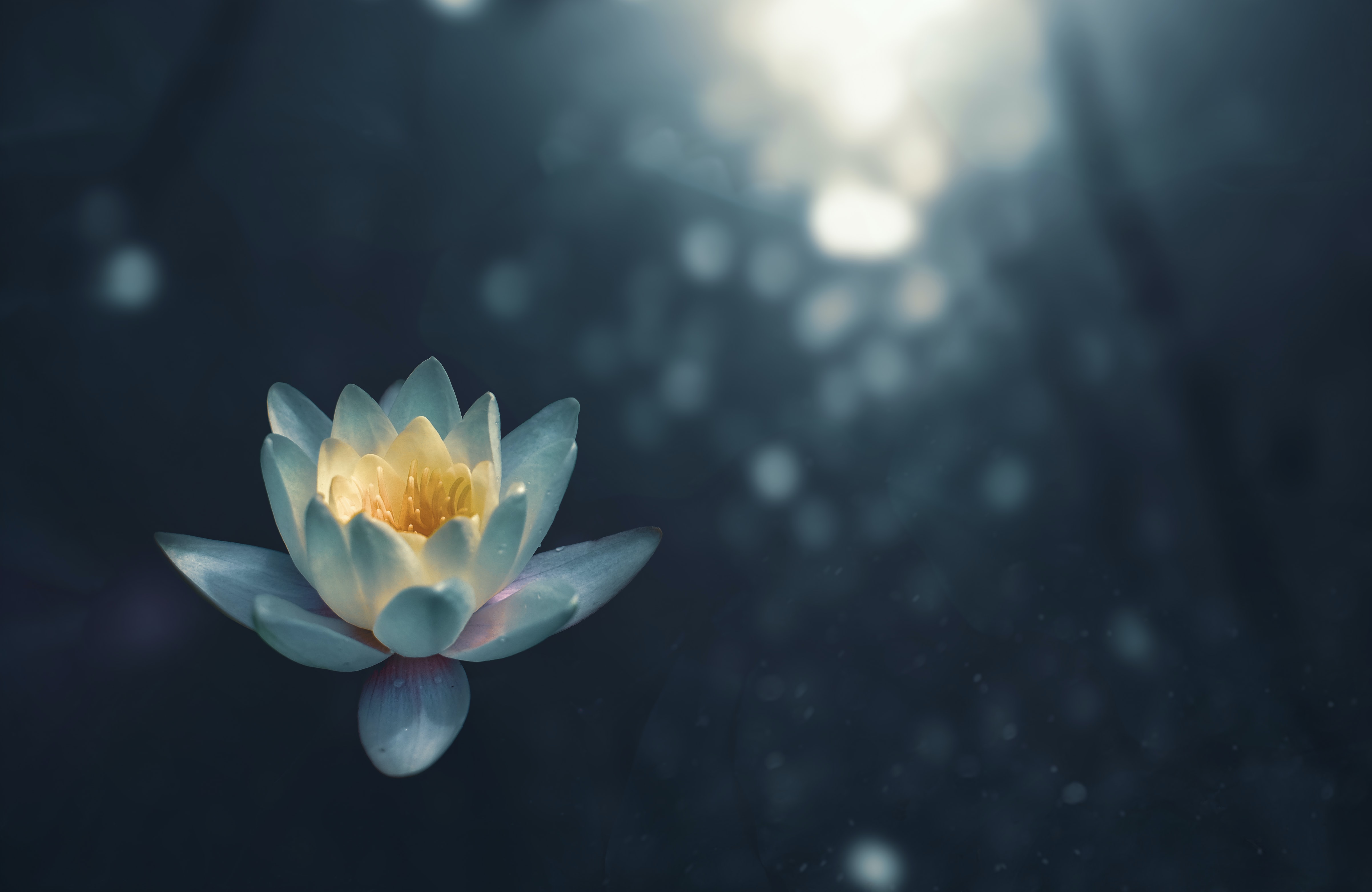 lotus flower with dappled sunlight reflected in water