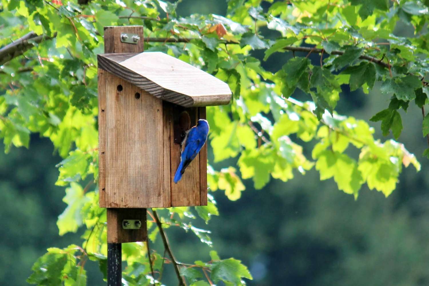 Bluebird Box