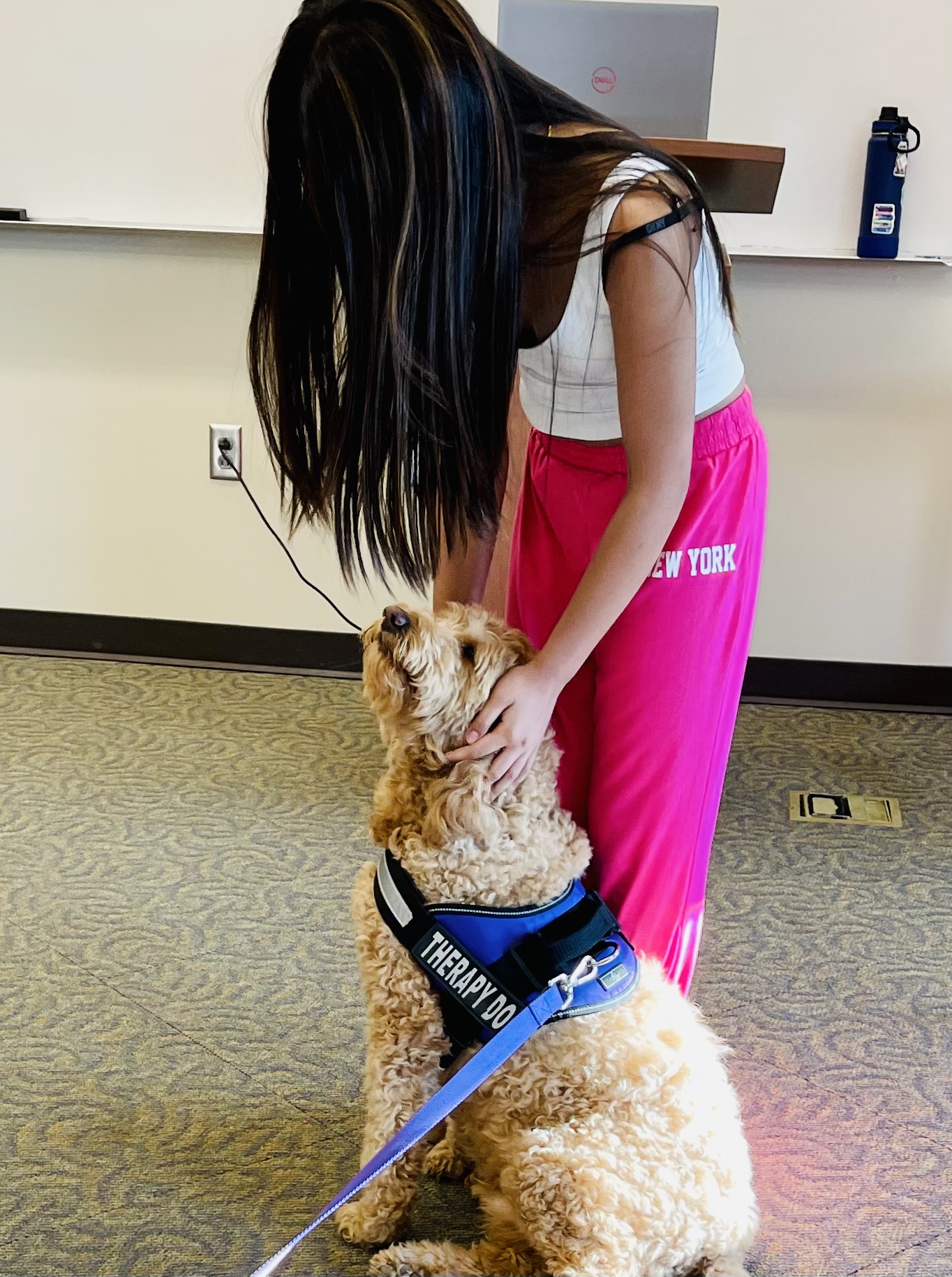 teen wearing pink pants pets a labradoodle dog that wears a blue harness