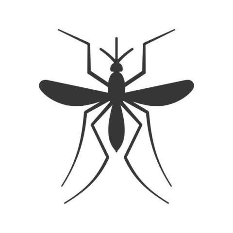 mosquito