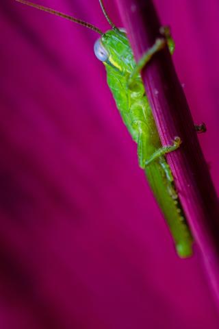 green garden pest with magenta background