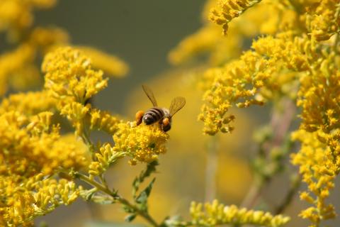 bee with full pollen sacs on goldenrod