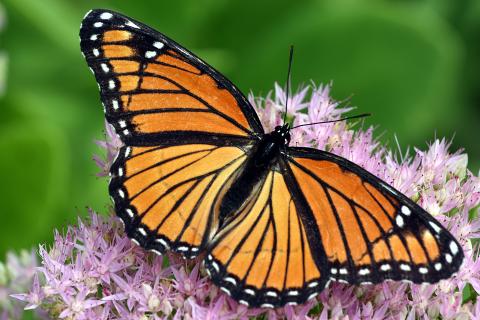 monarch butterfly on purple milkweed flower