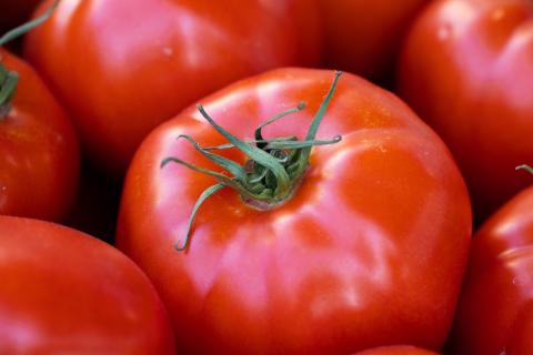 beautiful shiny red tomato with green stem