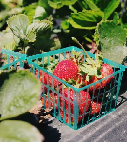 Frederick County Food Council Berries