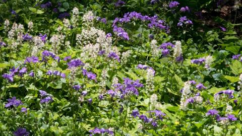 Maryland Native Plants