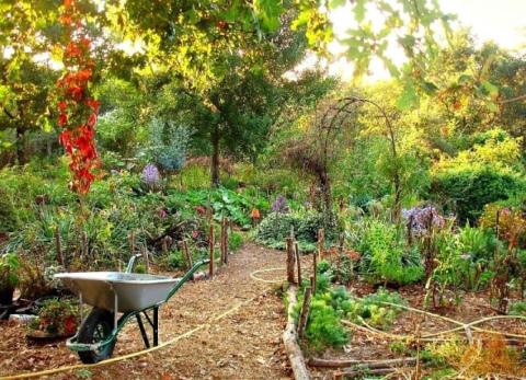 permaculture garden