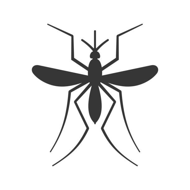 mosquito