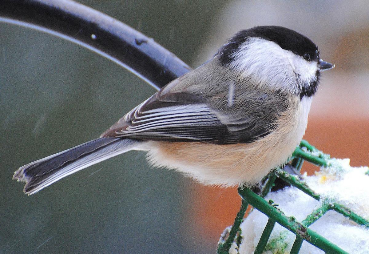 Black-capped Chickadee