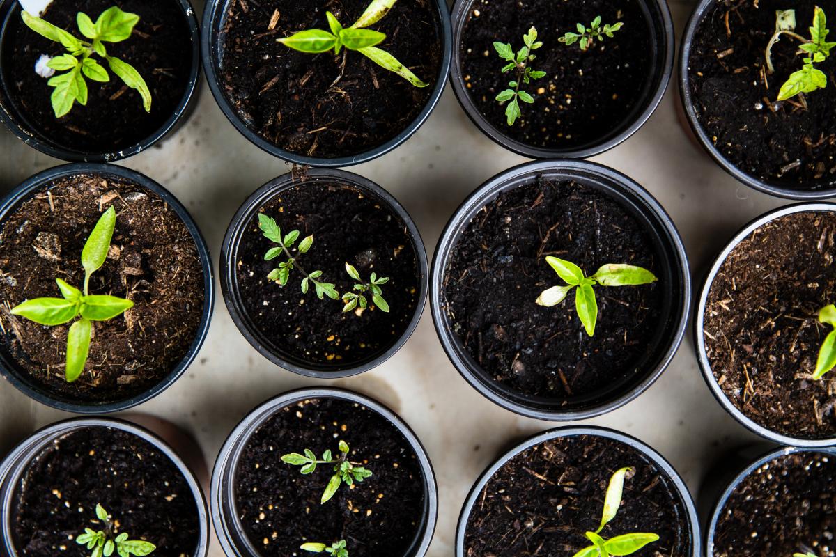 top down view of seedlings in pots