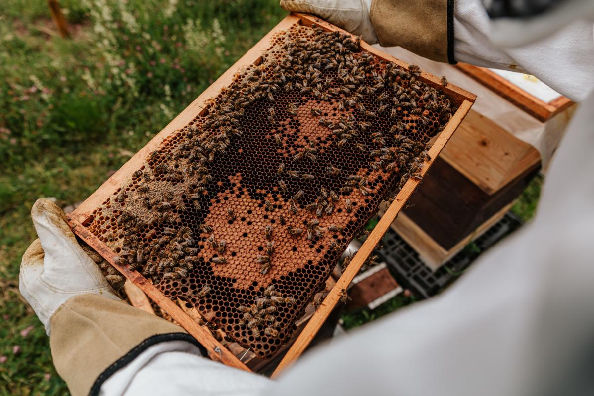 Beekeeping 101