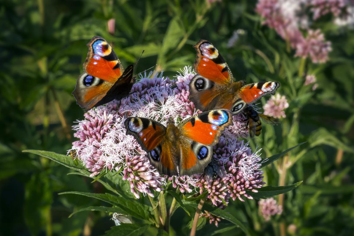 Pollinators in the Garden