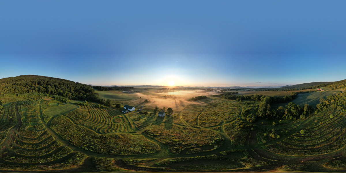 aerial view of forest