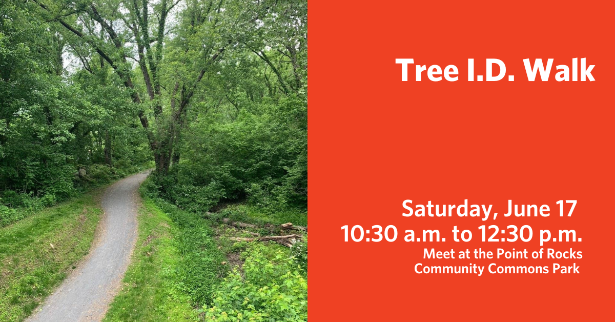 Tree I.D. Walk at the Point of Rocks Community Commons Park