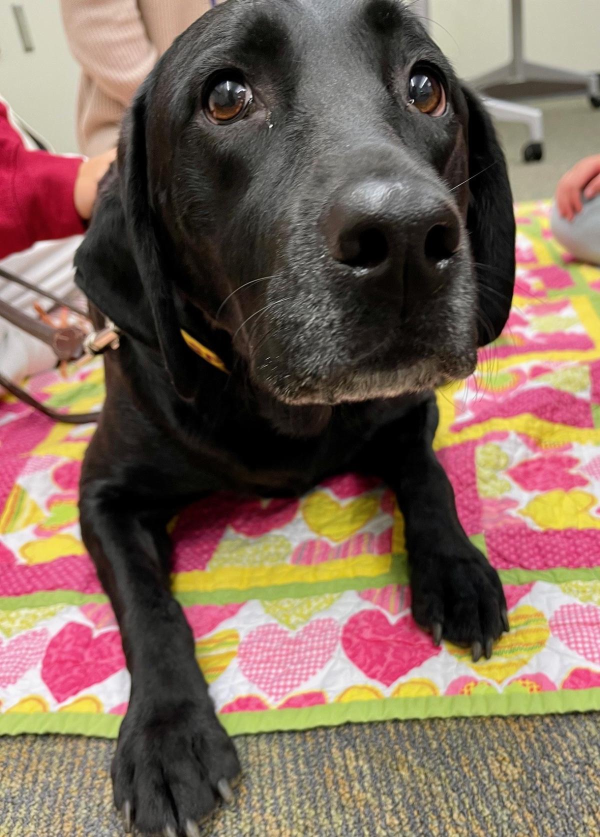 close up picture of black labrador dog's face as she lays on a pink and yellow blanket